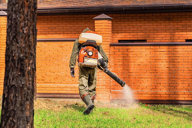 Trusted Ant Control service in Port Byron, NY - Nex Pest Control